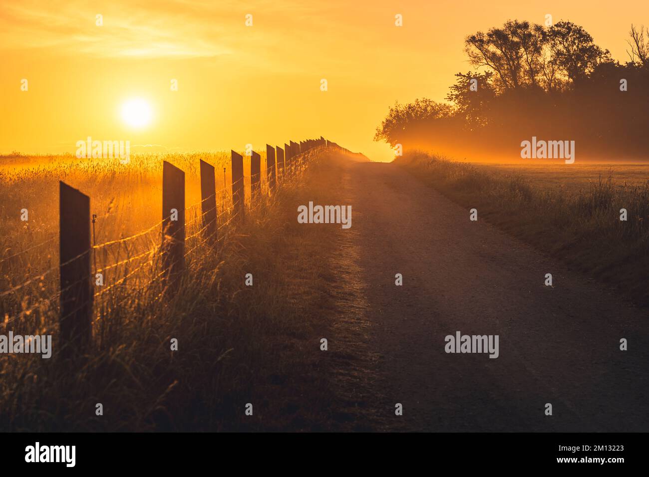 Lever du soleil avec brouillard sur un champ dans le comté de Kassel, clôture de pâturage avec rayons lumineux qui brillent, prairie avec pissenlits et arbres simples Banque D'Images