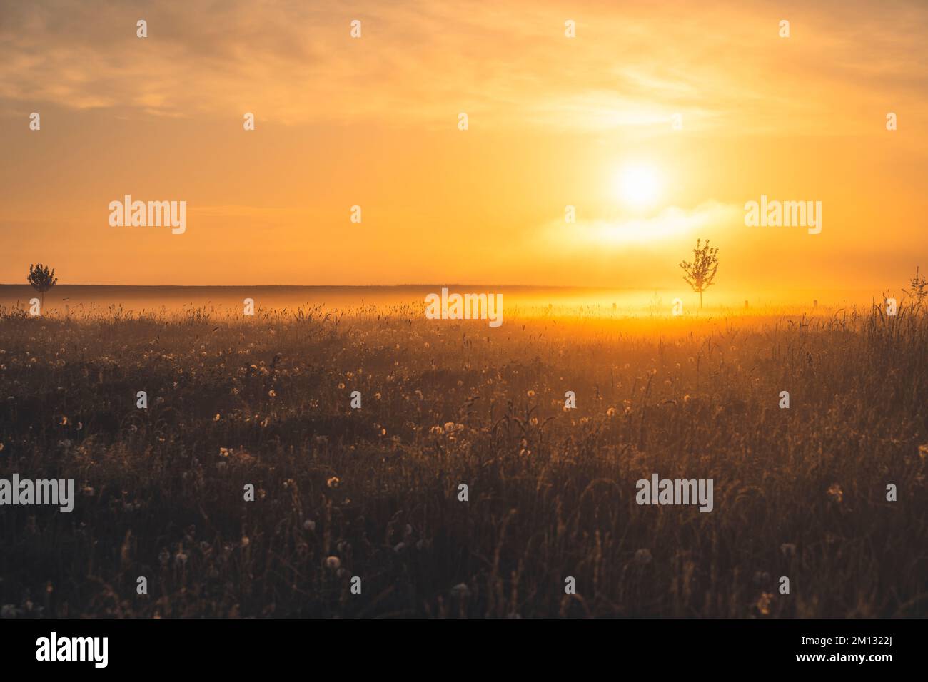 Lever du soleil avec brouillard sur un champ dans le comté de Kassel, clôture de pâturage avec rayons lumineux qui brillent, prairie avec pissenlits et arbres simples Banque D'Images