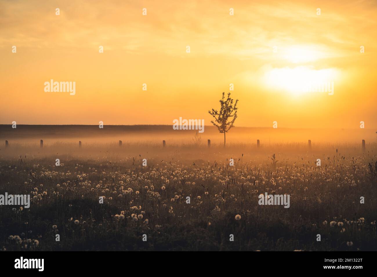 Lever du soleil avec brouillard sur un champ dans le comté de Kassel, clôture de pâturage avec rayons lumineux qui brillent, prairie avec pissenlits et arbres simples Banque D'Images