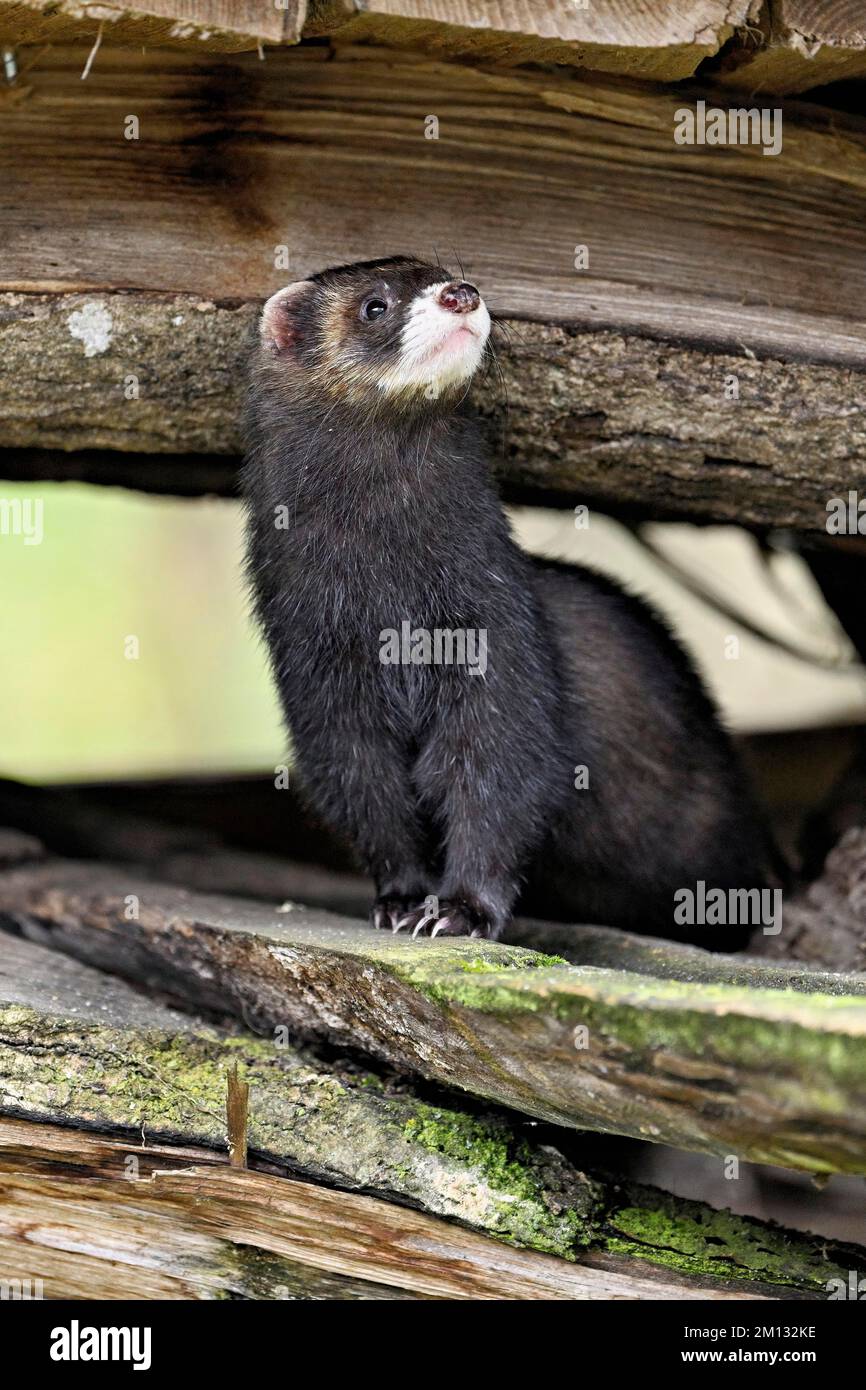 La polecat européenne (Mustela putorius) s'appelle également furet, assis sur une pile de bois, captive, Suisse, Europe Banque D'Images