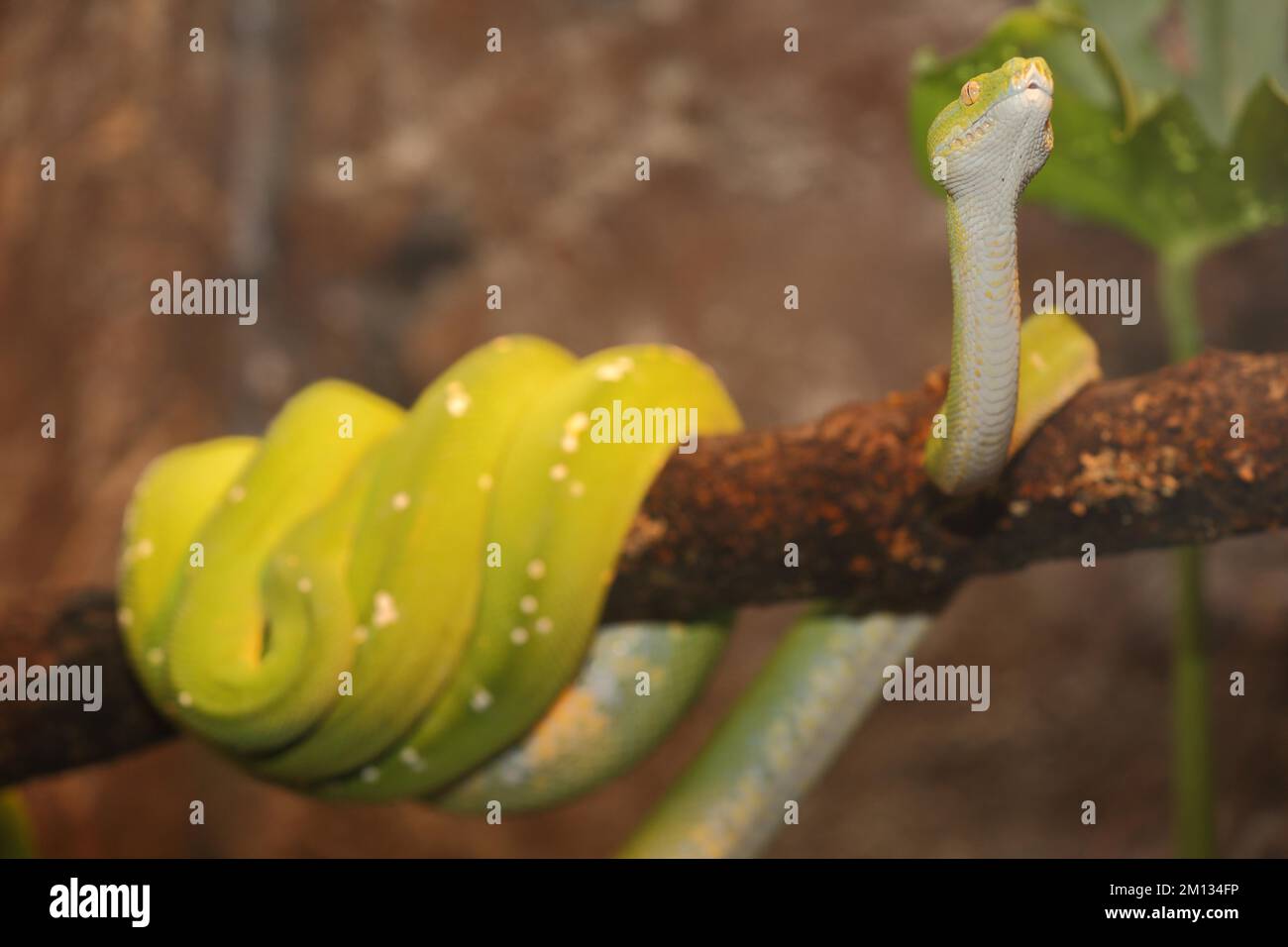 Python d'arbre vert (Chondropython viridis), captif Banque D'Images