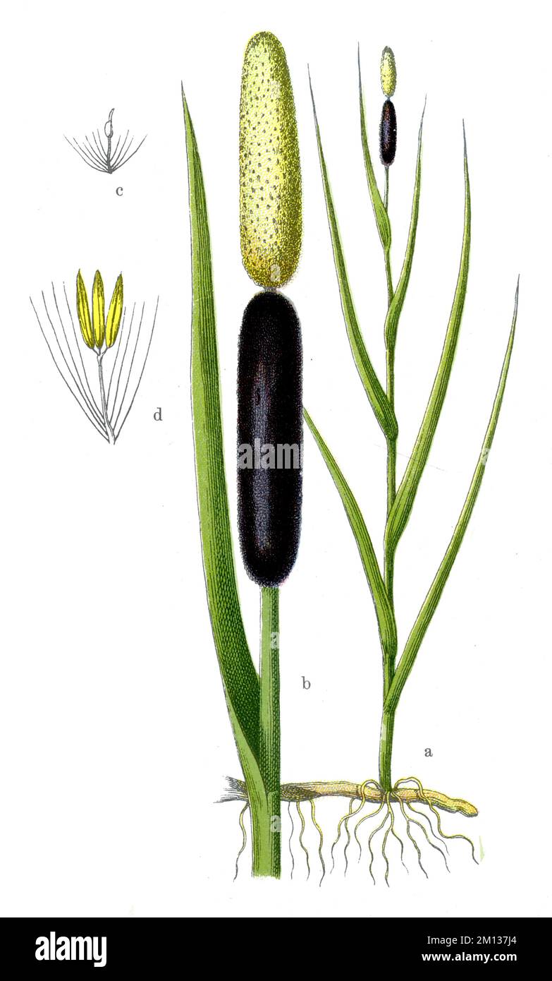 bulrush Typha latifolia, (livre botanique, 1909), Breitblättriger Rohrkolben Banque D'Images