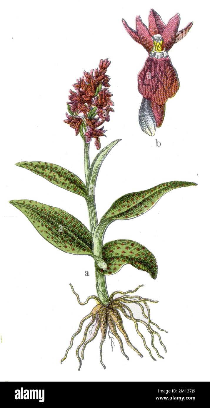 Orchid de marais à feuilles larges Dactylorhiza majalis, (livre botanique, 1909), Breitblättriges Knabenkraut Banque D'Images