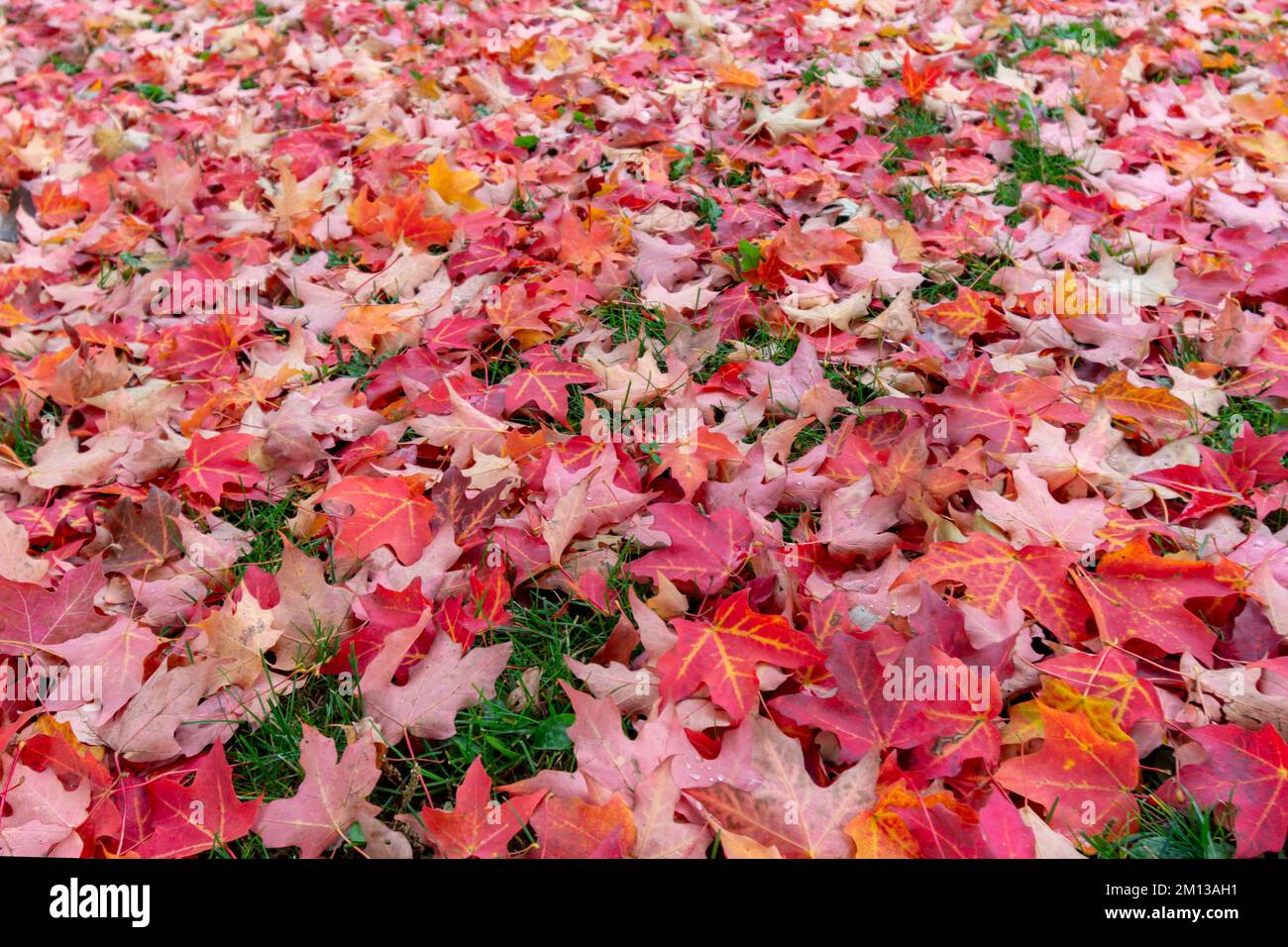 La pelouse verte est recouverte de feuilles d'érable en automne. Banque D'Images
