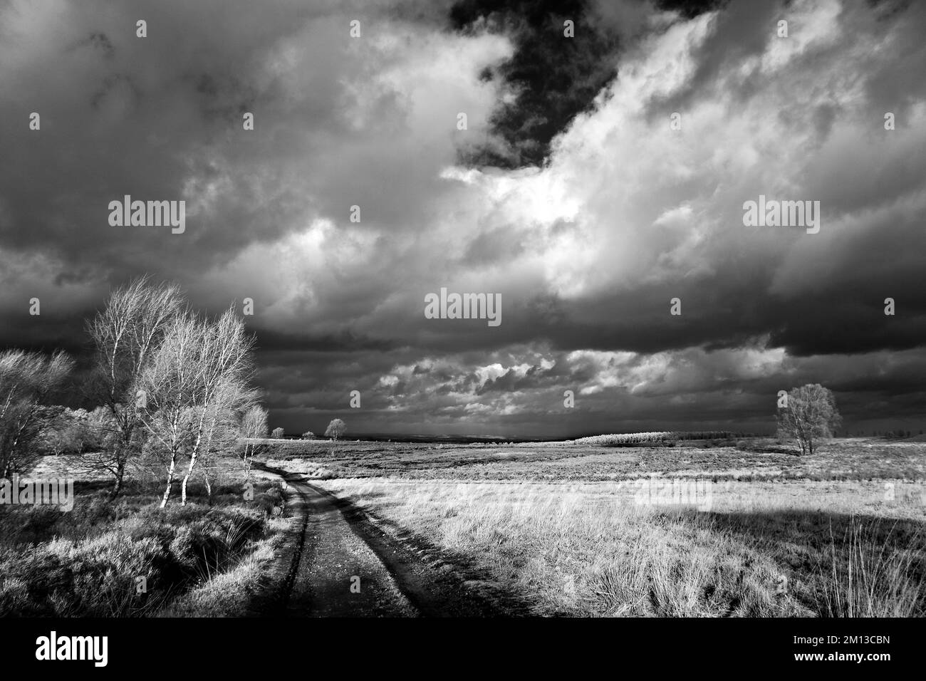 Photographie en noir et blanc avec ciel orageux en hiver sur la lande sur Cannock Chase AONB zone de beauté naturelle exceptionnelle dans le Staffordshire Angleterre Banque D'Images