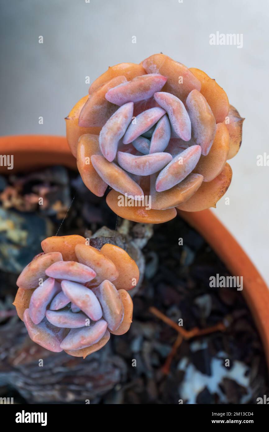 Rosettes succulentes multicolores dans une casserole Banque D'Images