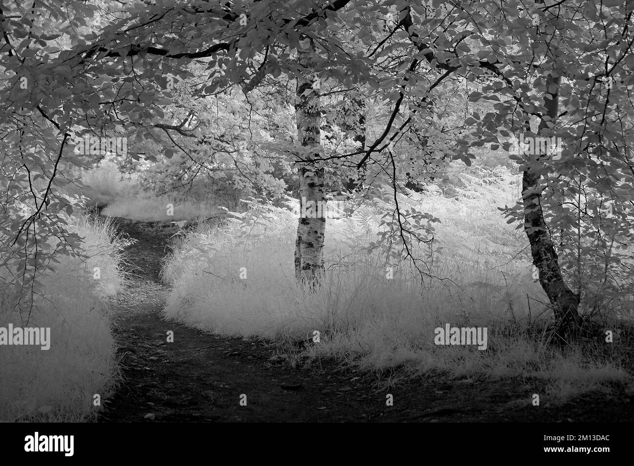 Photographie des beaux-arts d'arbres en noir et blanc, une image de la nature en été dans les forêts et les terres boisées de Cannock Chase AONB Banque D'Images