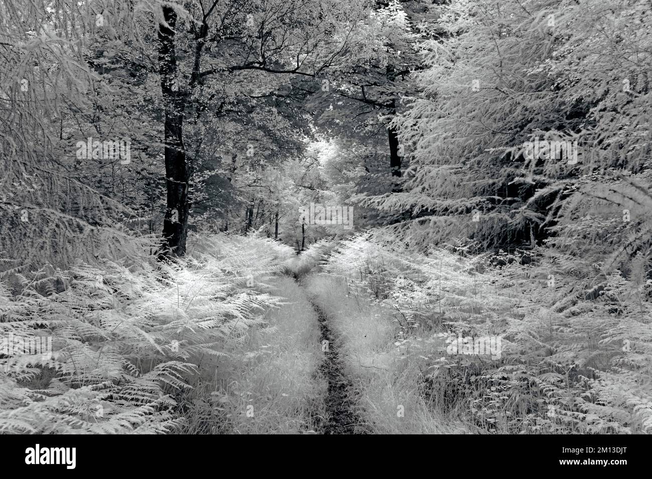 Photographie en noir et blanc d'une végétation luxuriante sur la zone de beauté naturelle exceptionnelle de Cannock Chase AONB dans le Staffordshire Angleterre Royaume-Uni Banque D'Images