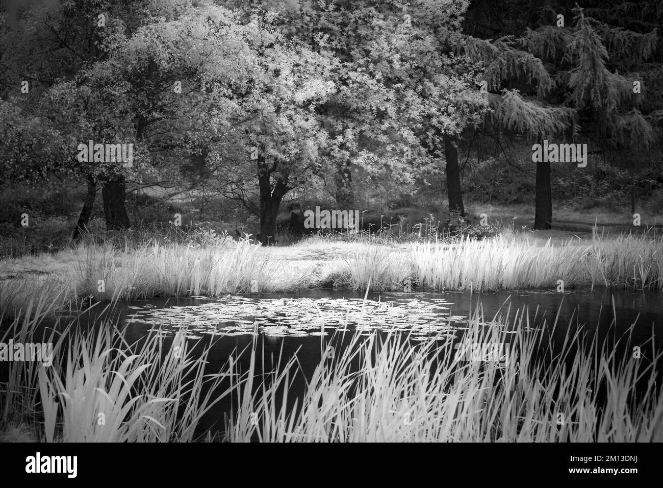 Photographie en noir et blanc de Birches Valley Pool dans la forêt de Cannock Chase un secteur d'une beauté naturelle exceptionnelle Banque D'Images