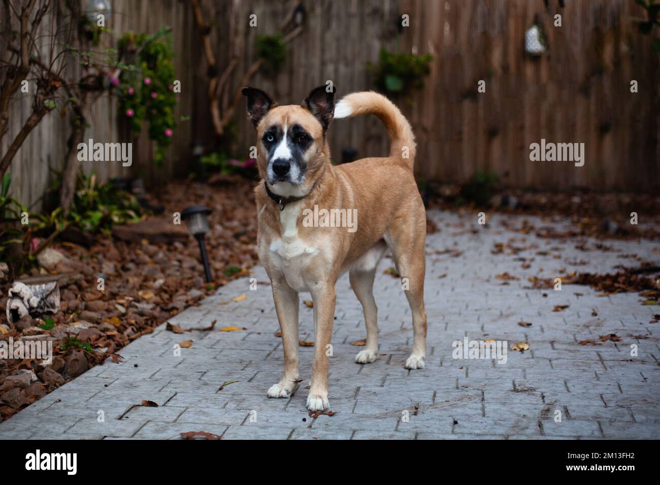 Le mélange de Berger allemand et Husky avec Heterochromia debout à l'extérieur Banque D'Images