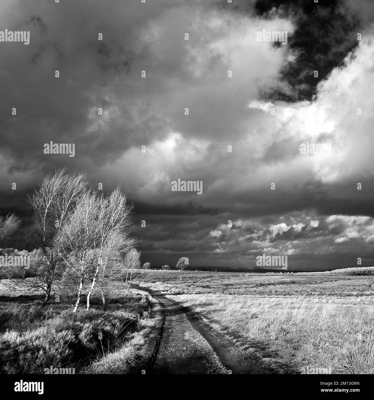 Photographie en noir et blanc avec ciel orageux en hiver sur la lande sur Cannock Chase AONB zone de beauté naturelle exceptionnelle dans le Staffordshire Angleterre Banque D'Images