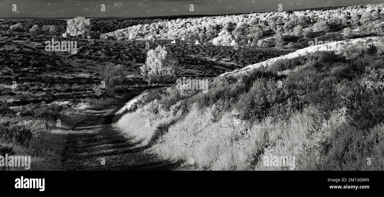 Photo en noir et blanc d'art d'une vue panoramique à travers les collines de la lande sur Cannock Chase AONB zone de beauté naturelle exceptionnelle Banque D'Images