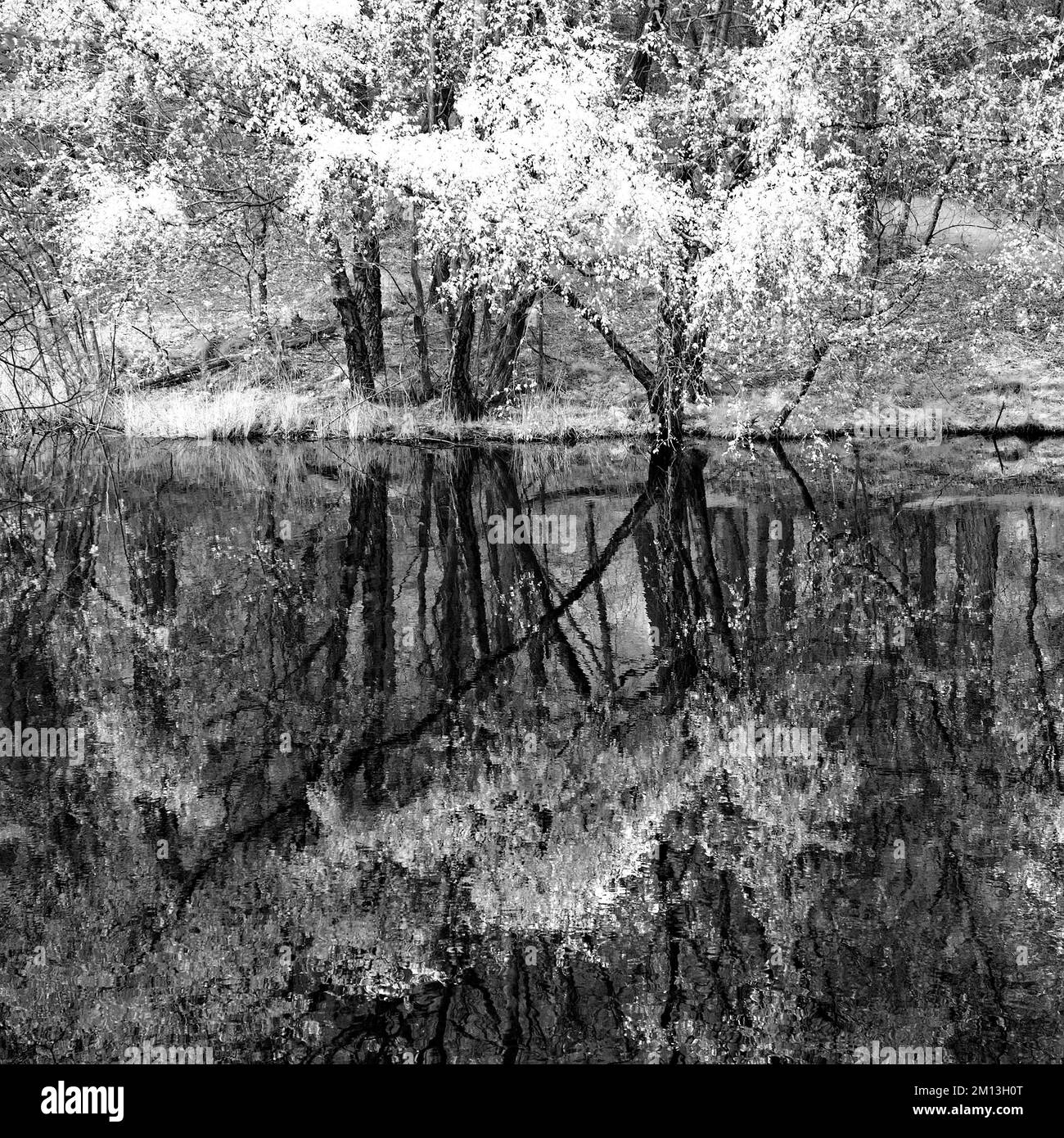 Photographie en noir et blanc en réflexion dans la piscine au printemps sur Cannock Chase AONB zone de beauté naturelle exceptionnelle dans le Staffordshire Angleterre Banque D'Images