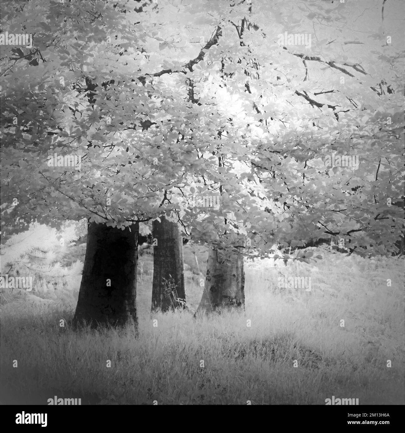 Photographie en noir et blanc de On Cannock Chase AONB zone de beauté naturelle exceptionnelle Banque D'Images