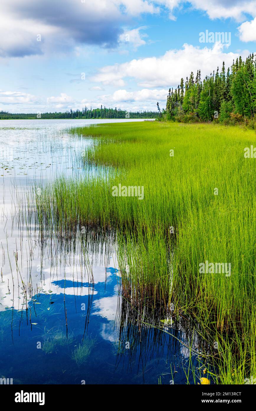 Herbes de marais colorées; terrain de camping du lac Deadman; réserve naturelle nationale de Tetlin; Alaska; États-Unis Banque D'Images