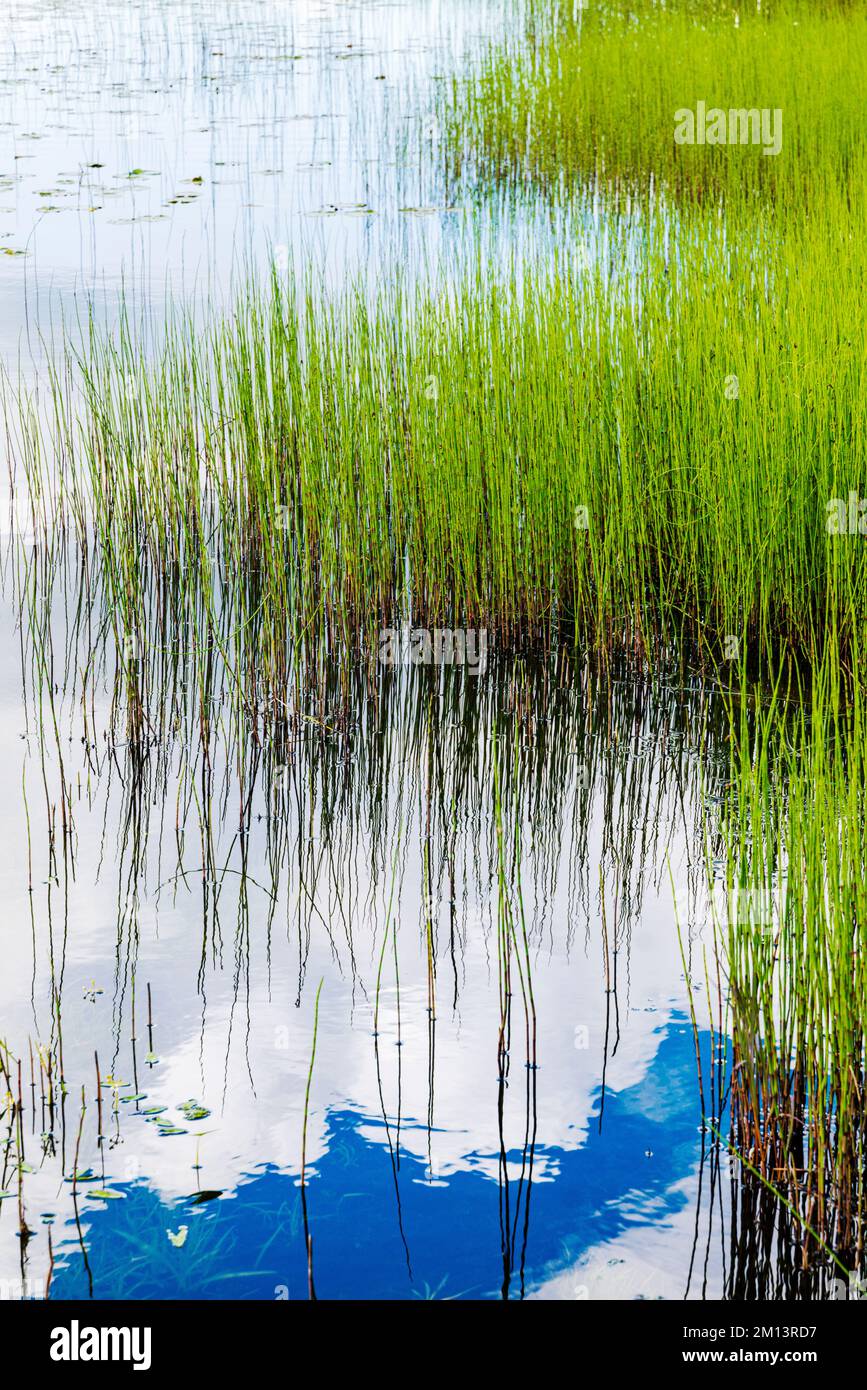 Herbes de marais colorées; terrain de camping du lac Deadman; réserve naturelle nationale de Tetlin; Alaska; États-Unis Banque D'Images