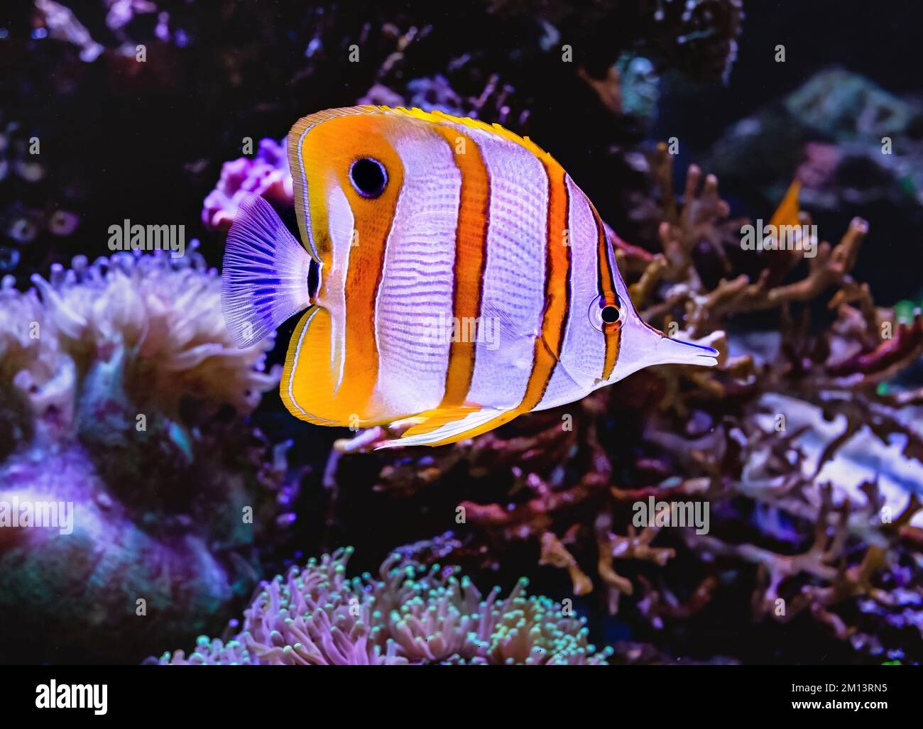 Le butterflyfish Copperband en milieu aquatique. Banque D'Images