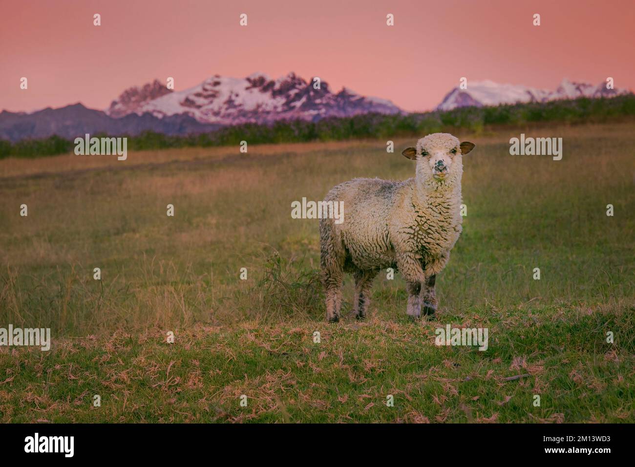 Moutons Anamals In The Cordillera