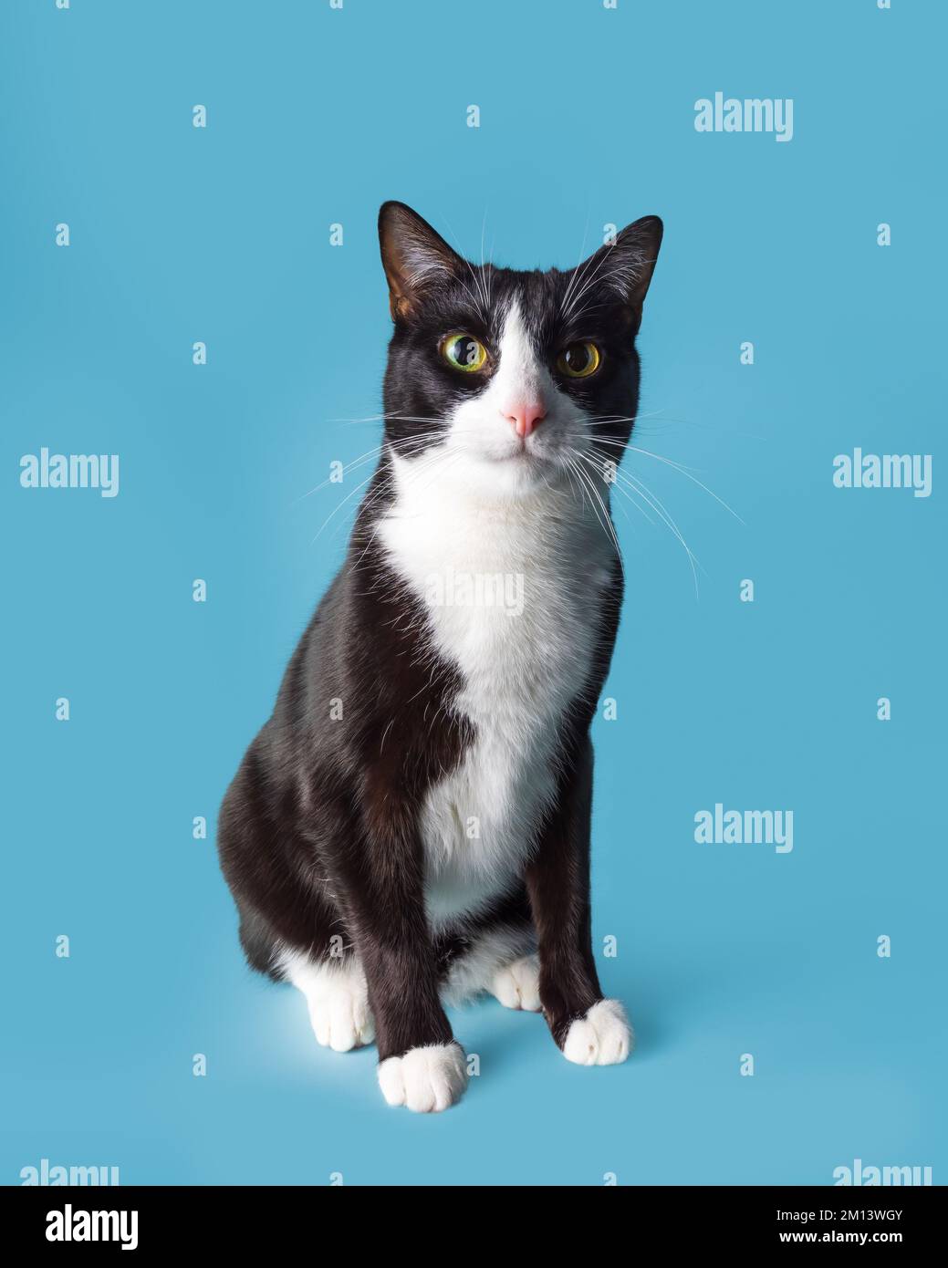 Portrait en studio complet d'un chat noir et blanc regardant directement vers l'appareil photo isolé sur un fond bleu sans couture Banque D'Images