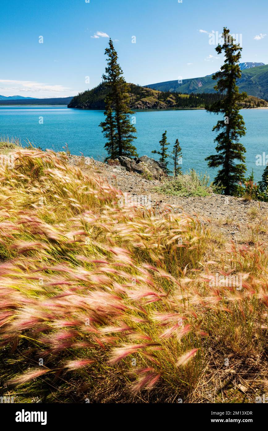 Les graminées sauvages poussent le long du lac Kluane; du parc national Kluane; des monts Saint Elias; de la route de l'Alaska; du territoire du Yukon; Canada Banque D'Images