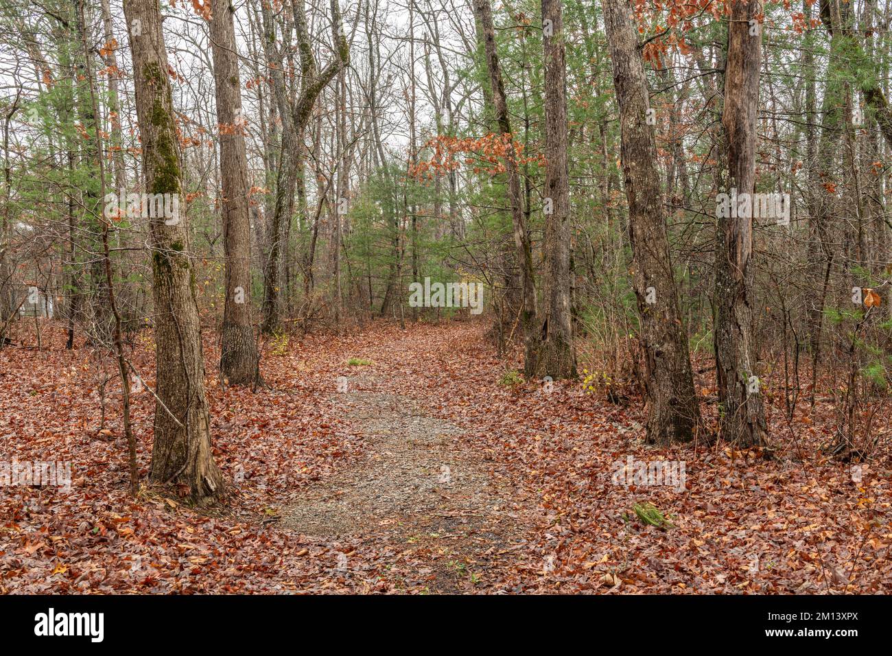 Le sentier de randonnée en feuillage d'automne dans le plateau de Cumberland montre un beau chemin de marche à travers les arbres dans un cadre paisible et serein. Banque D'Images