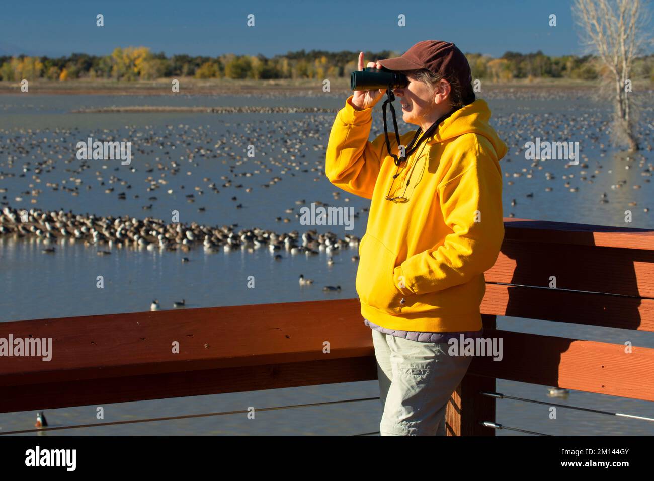 Observation des oiseaux sur le pont d'observation, unité Llano Seco, zone de gestion de la faune de Steve Thompson North Central Valley, Californie Banque D'Images