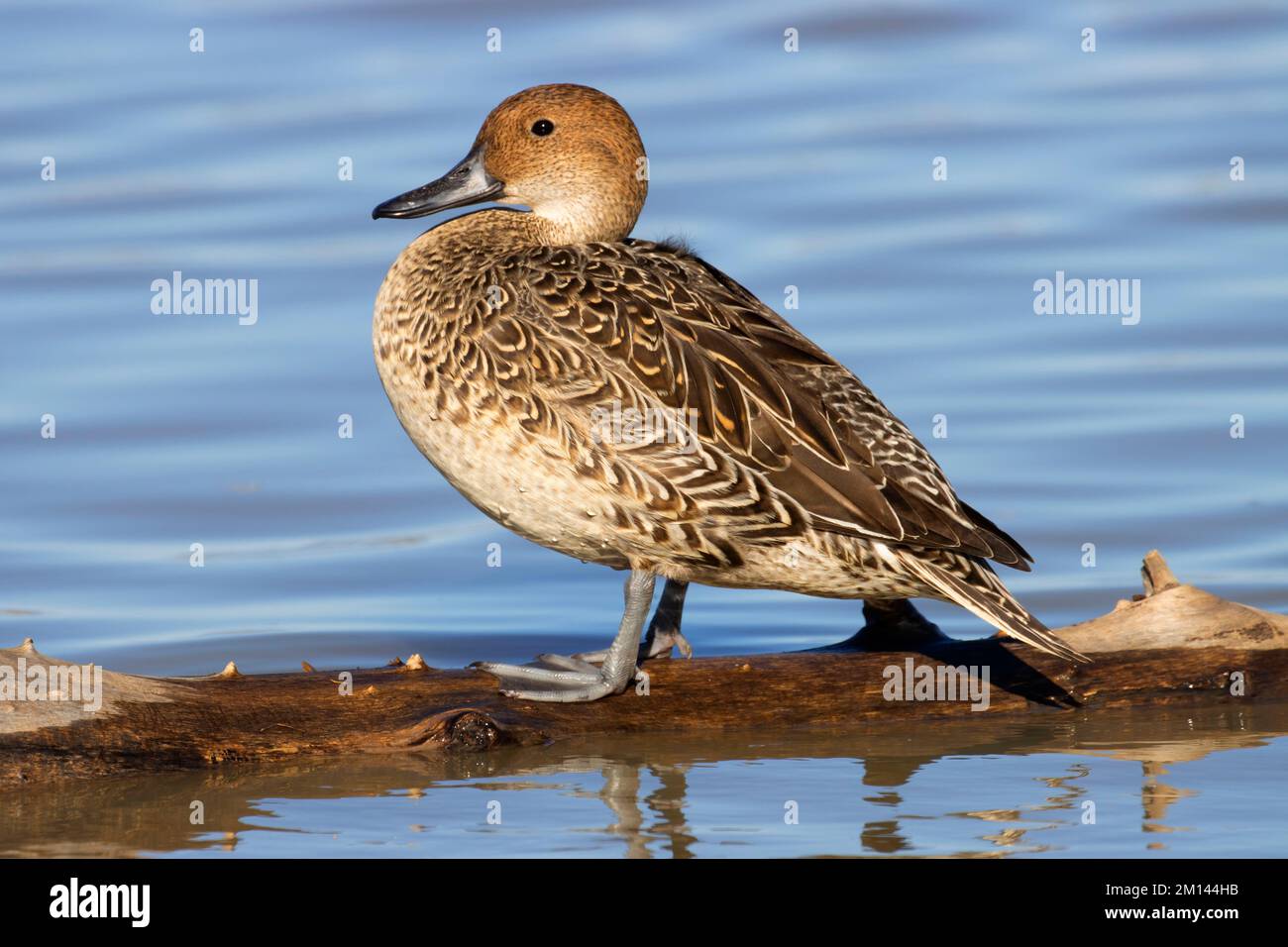 Northern Pintail (Anas acuta), unité Llano Seco, zone de gestion de la faune de Steve Thompson North Central Valley, Californie Banque D'Images