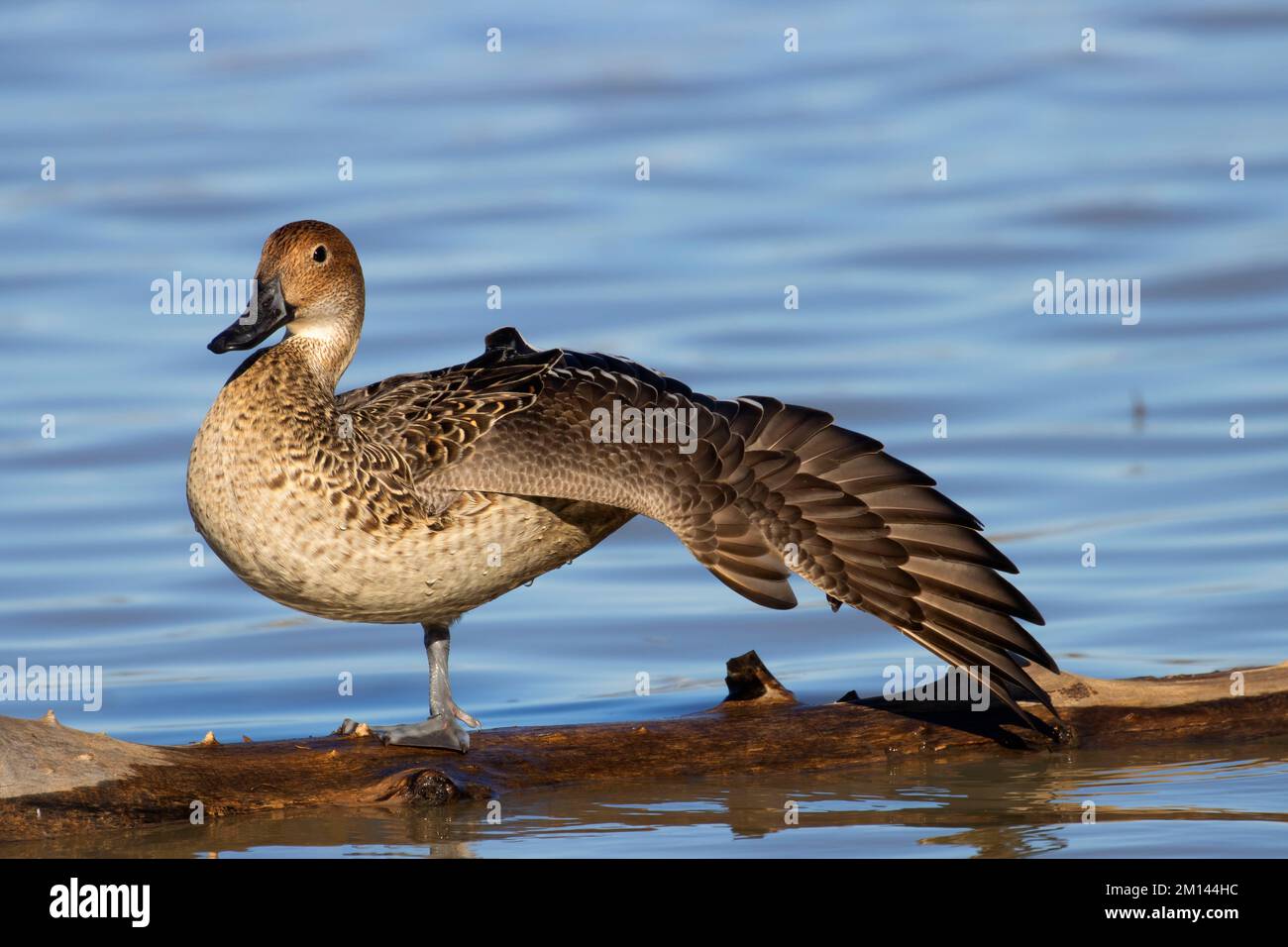 Northern Pintail (Anas acuta), unité Llano Seco, zone de gestion de la faune de Steve Thompson North Central Valley, Californie Banque D'Images