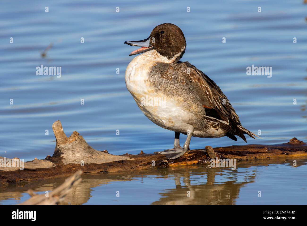Northern Pintail (Anas acuta), unité Llano Seco, zone de gestion de la faune de Steve Thompson North Central Valley, Californie Banque D'Images