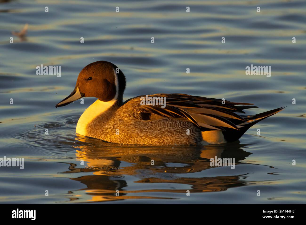 Northern Pintail (Anas acuta), unité Llano Seco, zone de gestion de la faune de Steve Thompson North Central Valley, Californie Banque D'Images