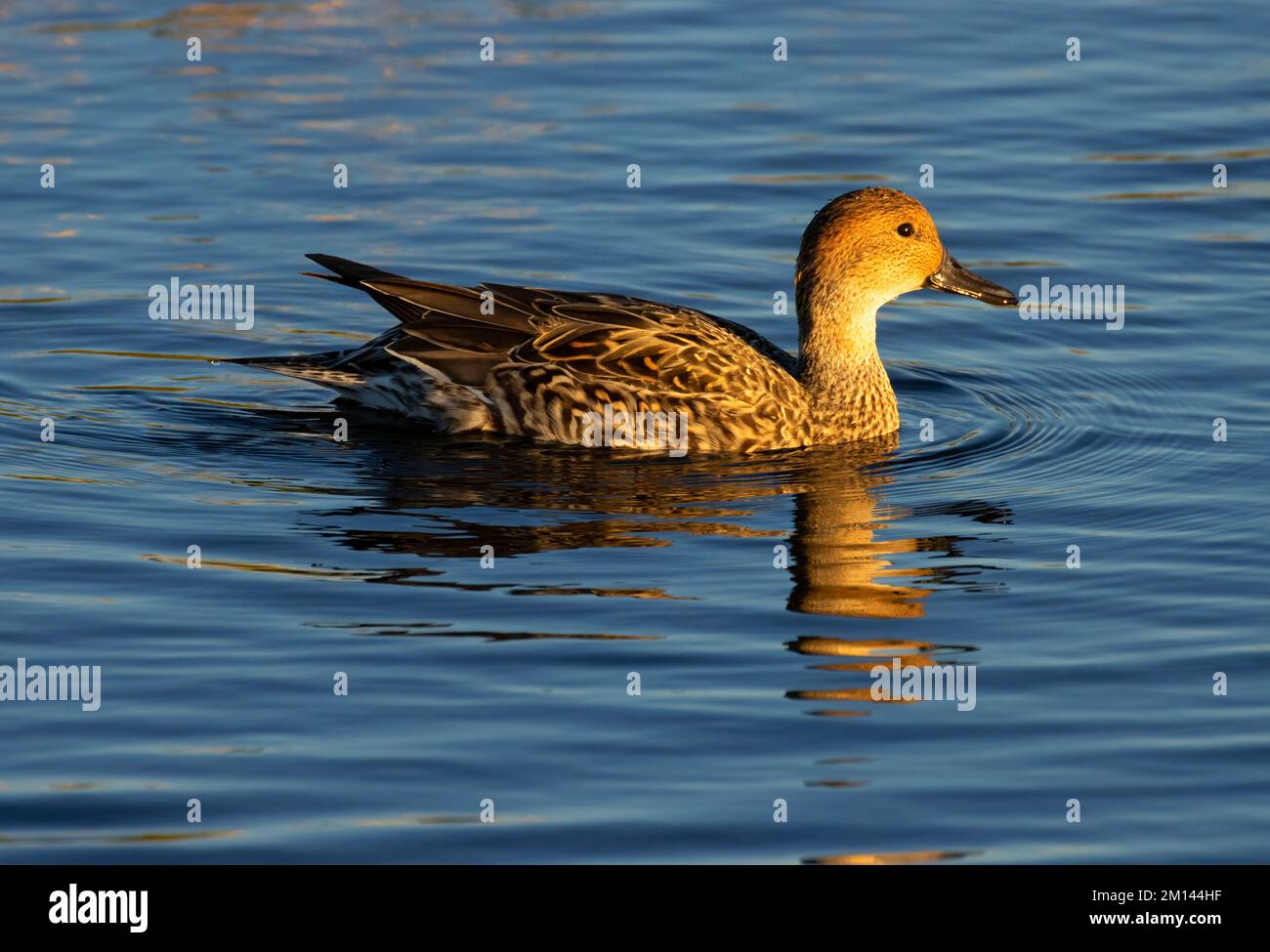 Northern Pintail (Anas acuta), unité Llano Seco, zone de gestion de la faune de Steve Thompson North Central Valley, Californie Banque D'Images