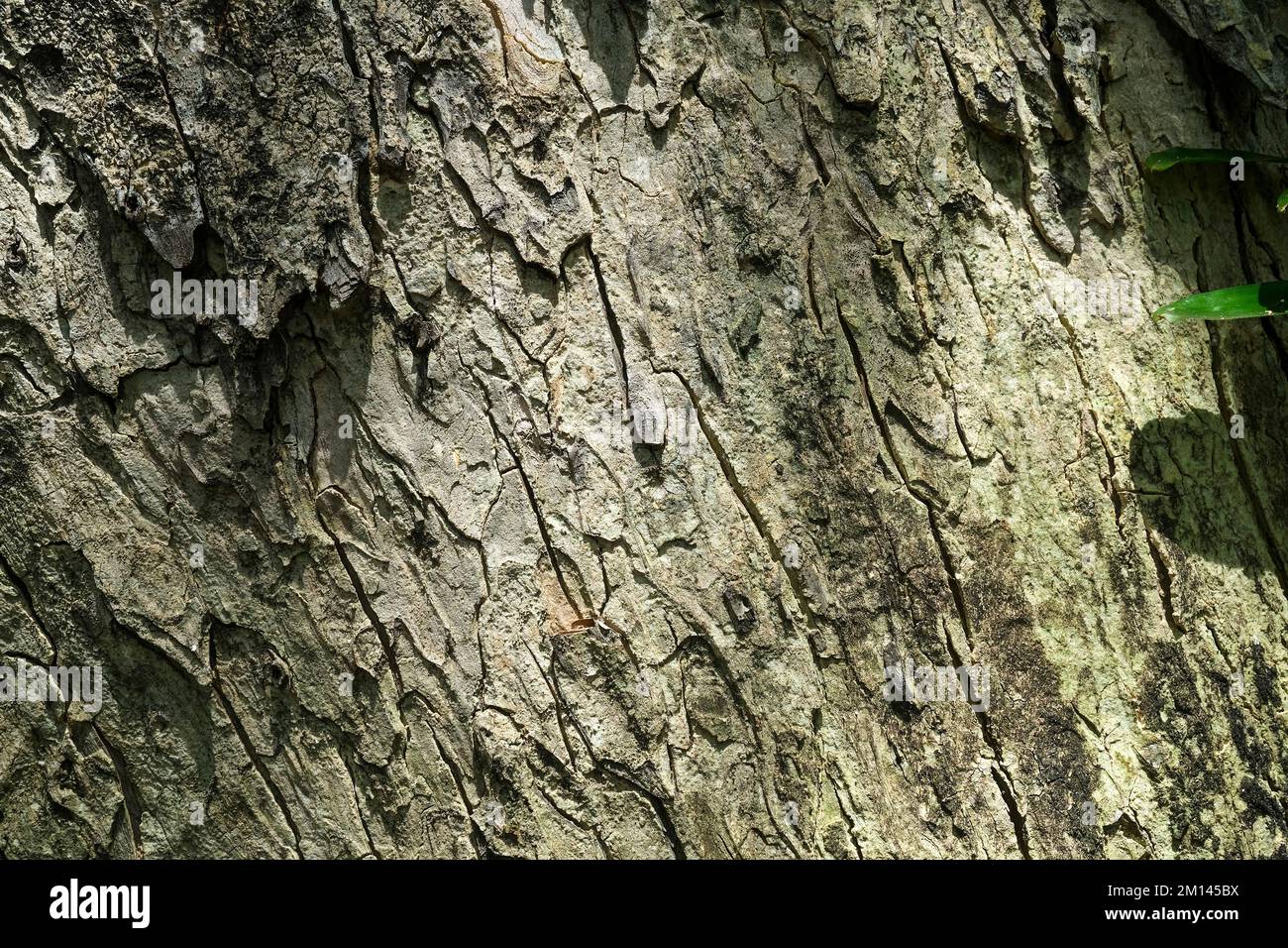 Texture écorce de tronc d'arbre Banque D'Images