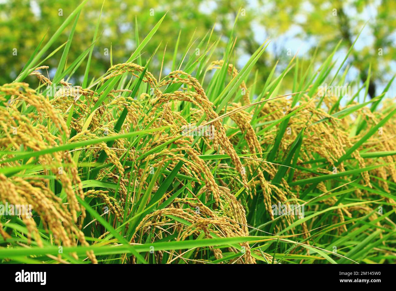 Belle vue sur les terres agricoles dorées de Paddy Rice en automne, gros plan des épis de riz Banque D'Images