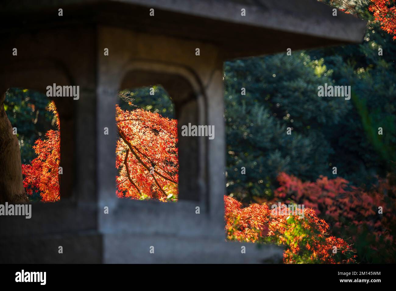 Automne à Koishikawa Korakuen, Tokyo, Japon Banque D'Images