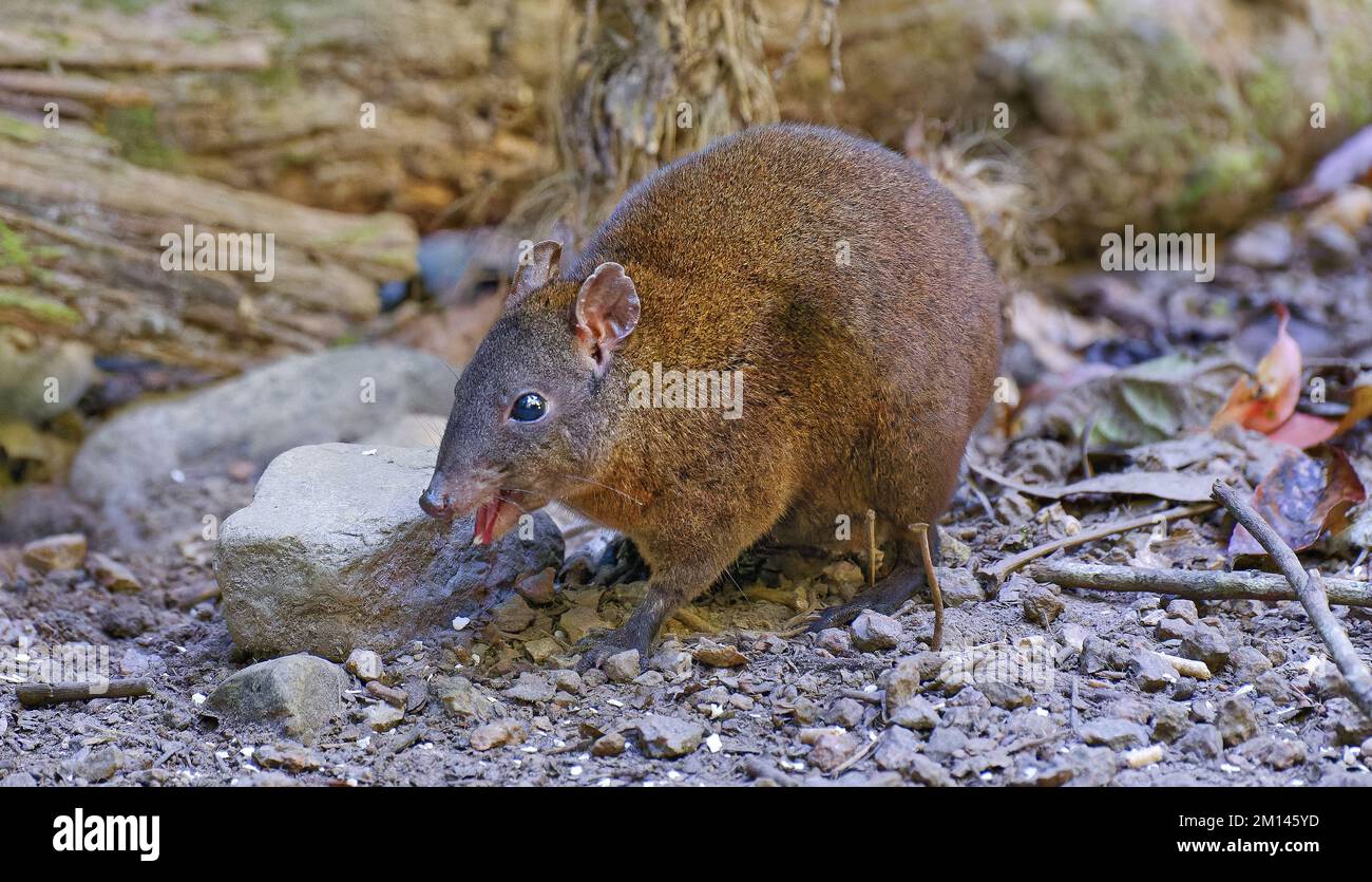 Kangourous marsupial marsupial de rat-kangourou kangourous dans les Tablelands d'Atherton, Queensland, Australie Banque D'Images