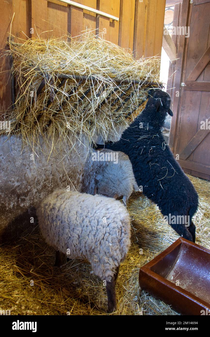 Une paire de moutons mange le foin du mangeur dans un hangar de bétail Banque D'Images