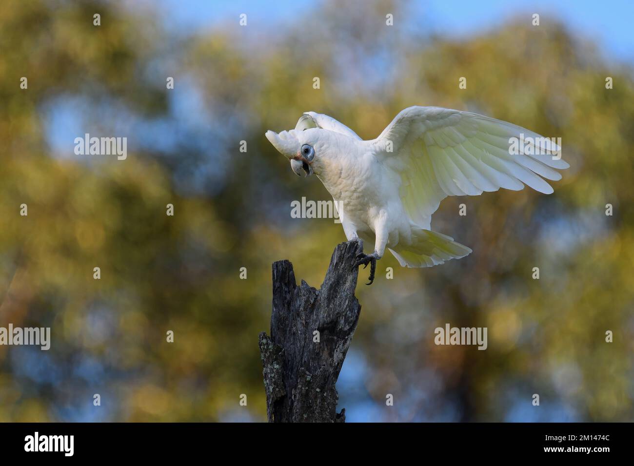 Un petit oiseau australien adulte de Corella -Cacatua sanguinea- perché sur un vieux bosse d'arbre qui brûle ses ailes dans la colère protégeant son territoire Banque D'Images
