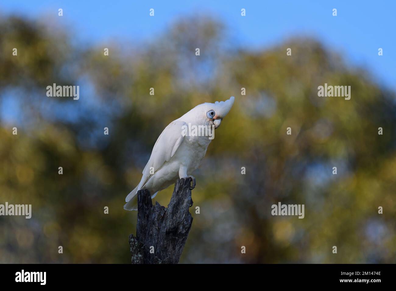 Petit Corella -Cacatua sanguinea- oiseau australien à l'aspect coy perché sur un vieux arbre dans une lumière douce et colorée de début de matinée Banque D'Images