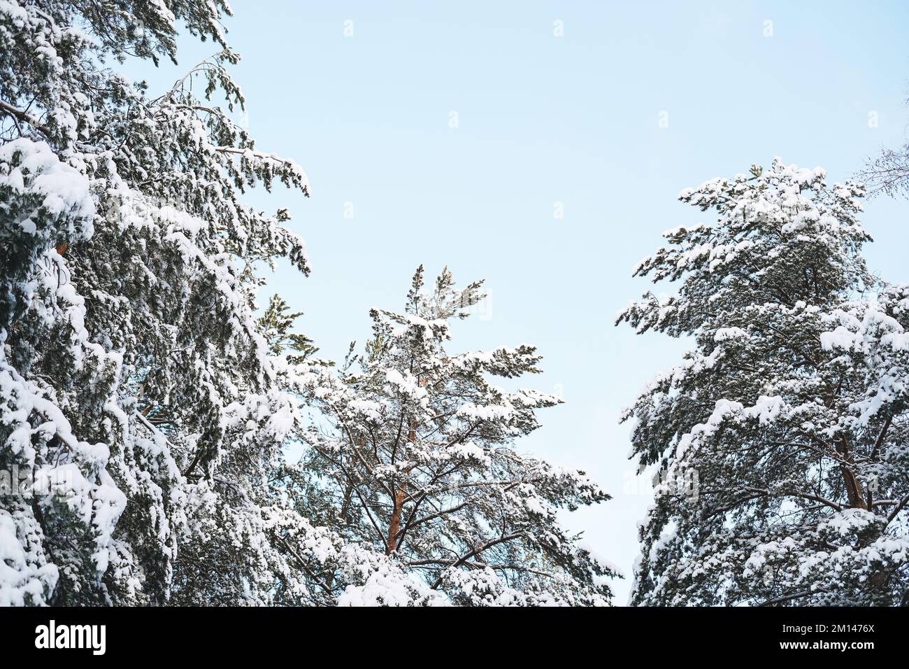 Fond naturel de ciel bleu avec forêt de pins d'hiver dans la neige Banque D'Images