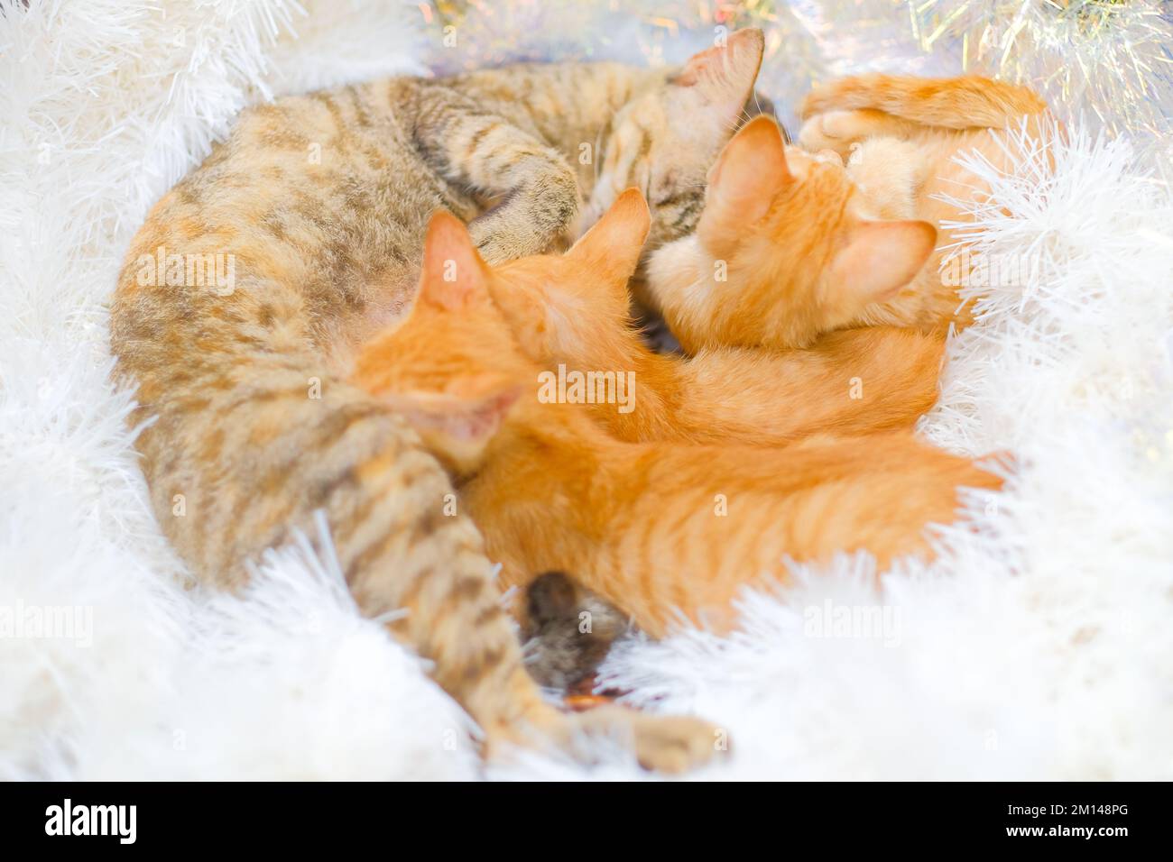 Les chats domestiques errants reposent sur une guirlande de Noël blanche étincelante. Trois chatons au gingembre se lapirent sur un chat de tabby de couleur poivre. Fond horizontal, concept. Banque D'Images