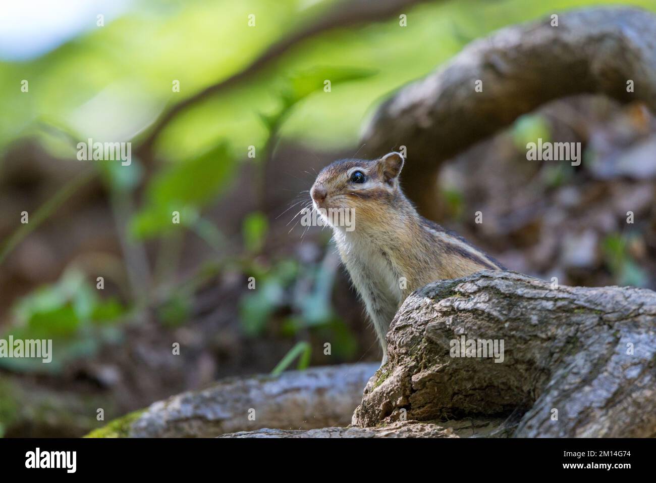 Tamias sibiricus, Chipmunk sibérien. Moscou, Russie. Banque D'Images