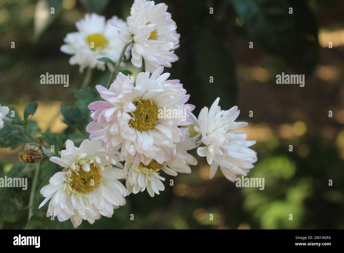 Jardin de Hardy maman (chrysanthème morifolium) fleur blanche dans le jardin sous le coucher du soleil. Banque D'Images