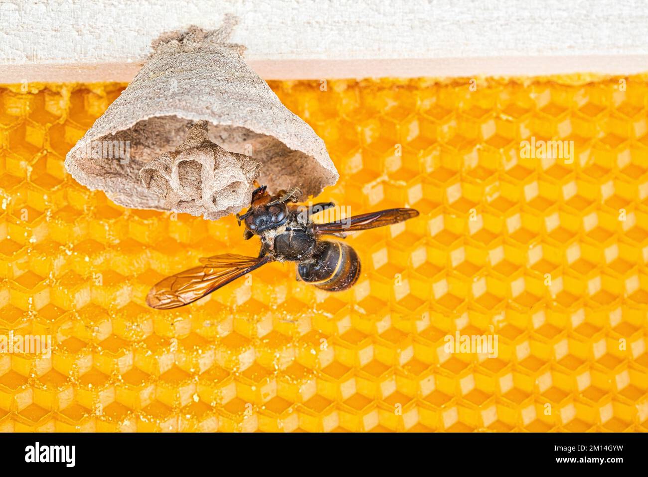 Photo Macro de nid de frelons asiatiques commencer sur un nouveau cadre jaune de ruche, avec un