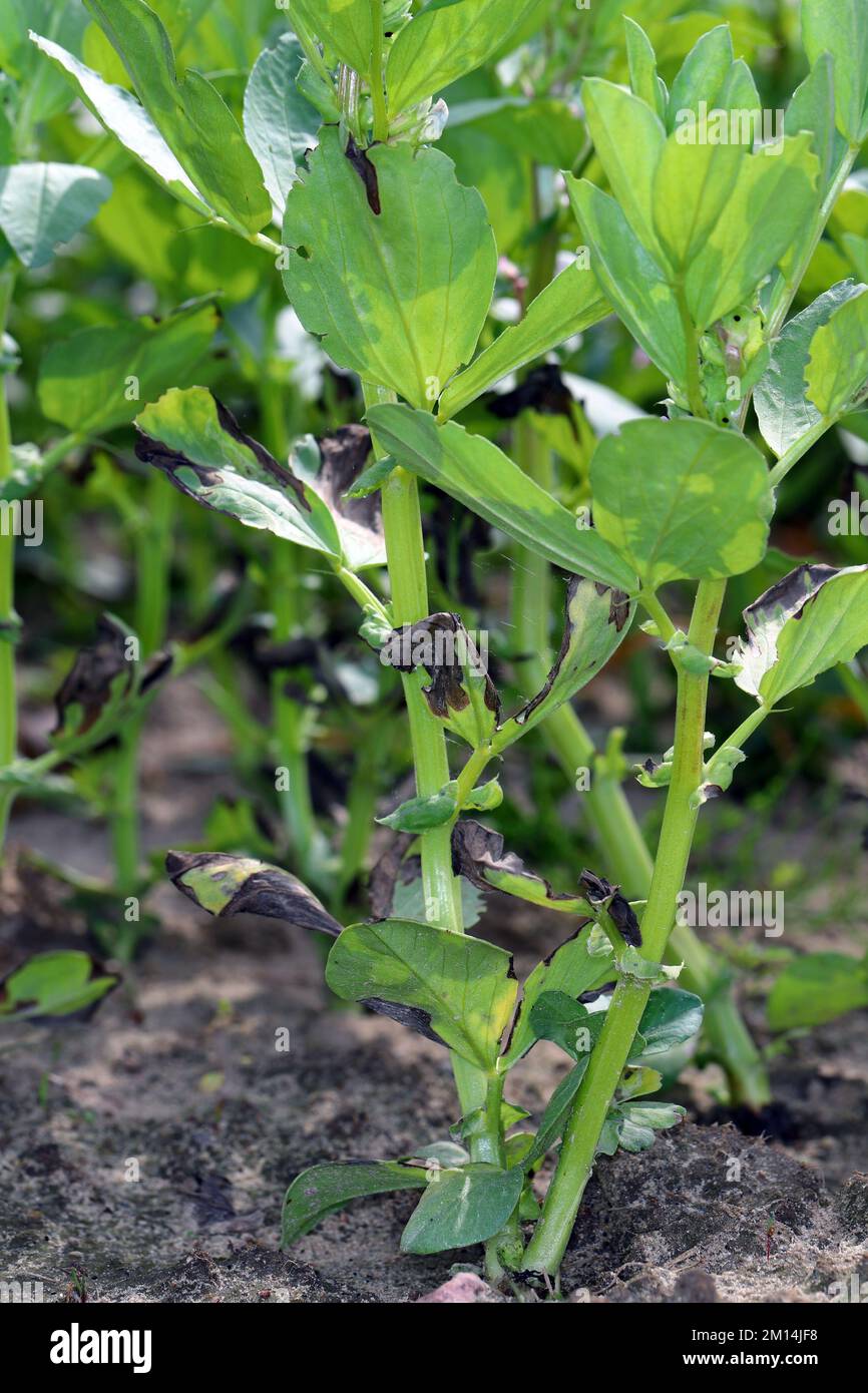 Flétrissement et séchage des plantes de fève de fève de fleaf en raison d'une maladie fongique. Banque D'Images