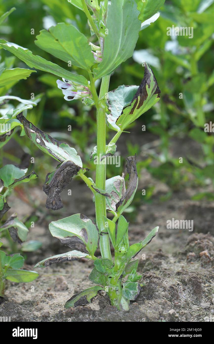 Flétrissement et séchage des plantes de fève de fève de fleaf en raison d'une maladie fongique. Banque D'Images