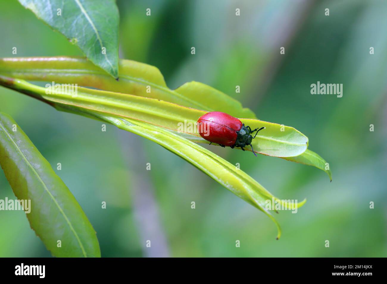 Beetle (Chrysomela saliceti) sur les feuilles de saule. Banque D'Images