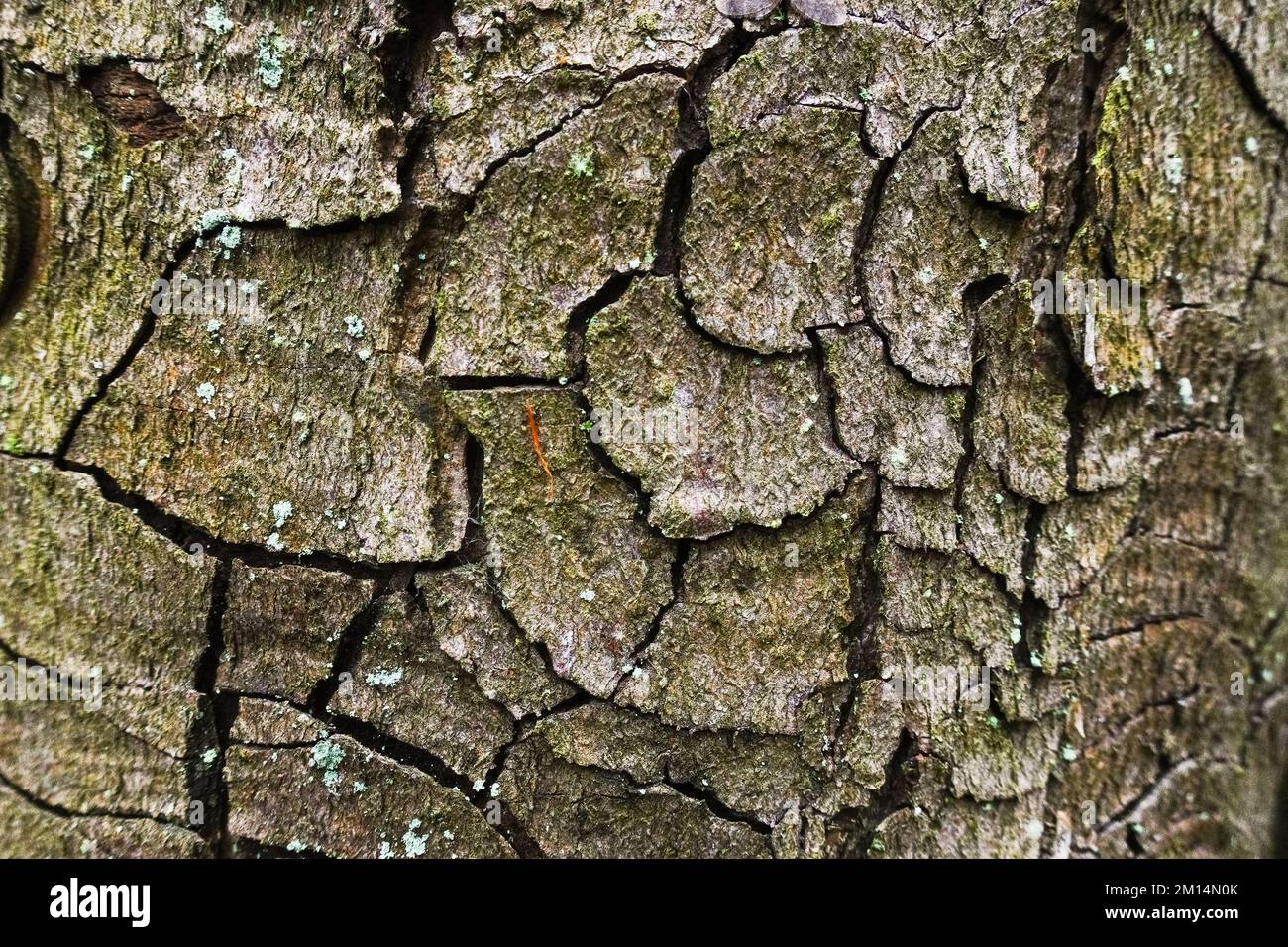 écorce d'un arbre avec de nombreux cercles dans une vue macro de forêt Banque D'Images