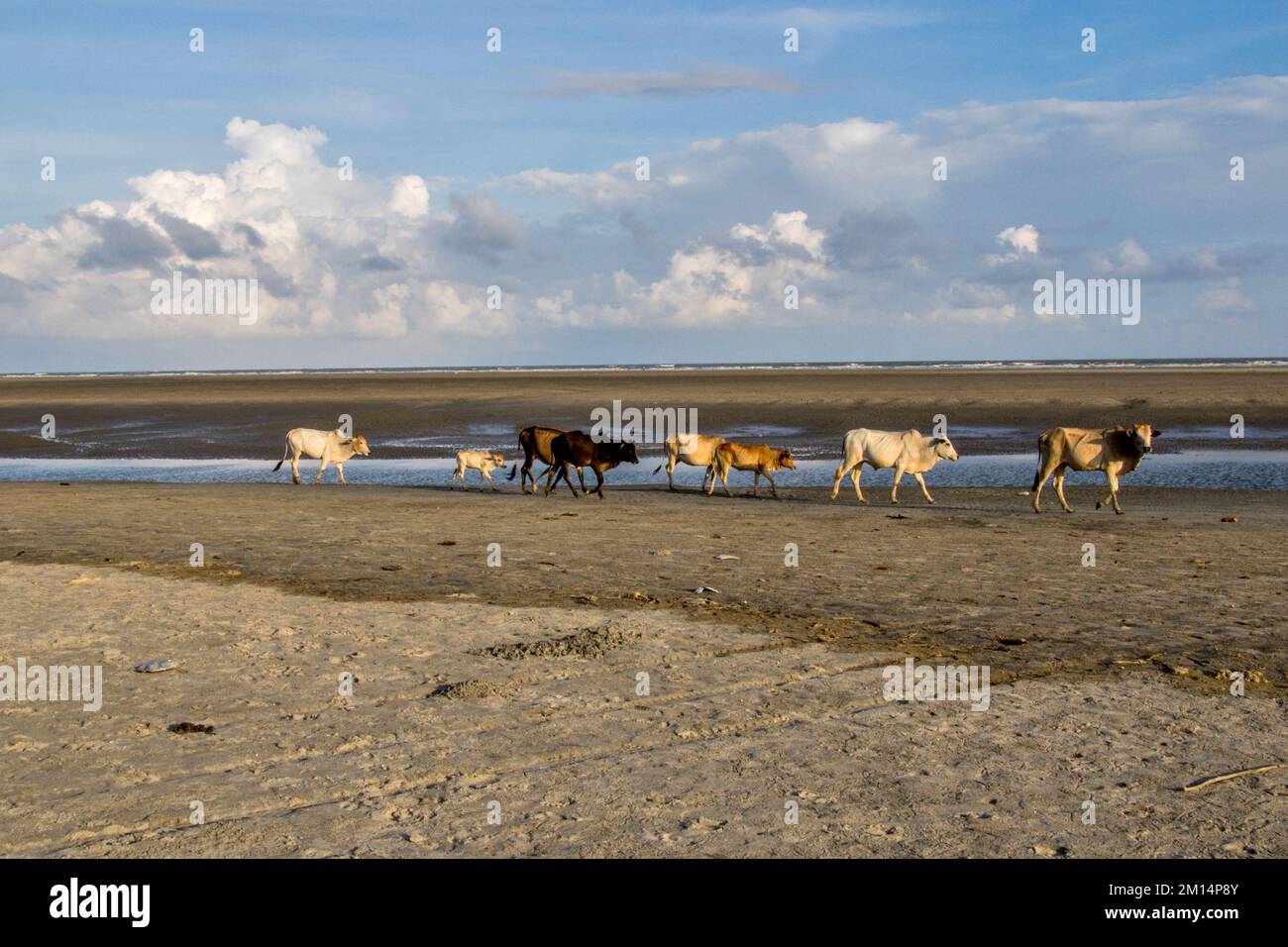 magnifique bakkali bengale occidental inde Banque D'Images
