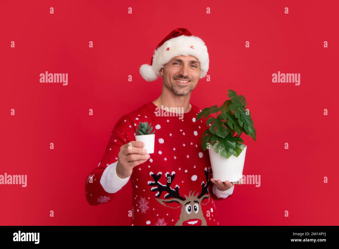 Pot de conservation de Santa avec plante. Chandail de Noël et chapeau de père Noël sur fond rouge. Banque D'Images