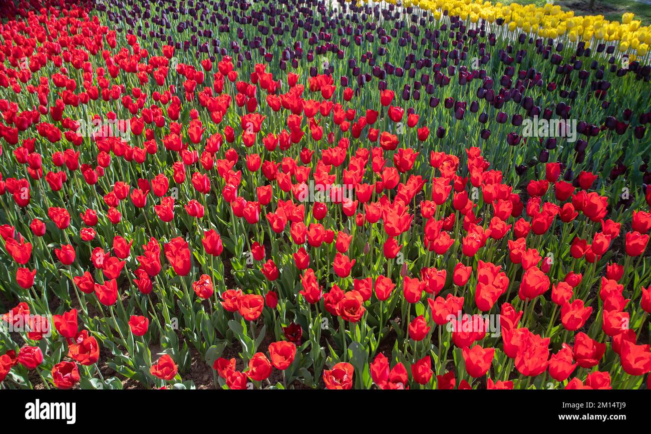Tulipes rouges et jaunes dans park Banque D'Images